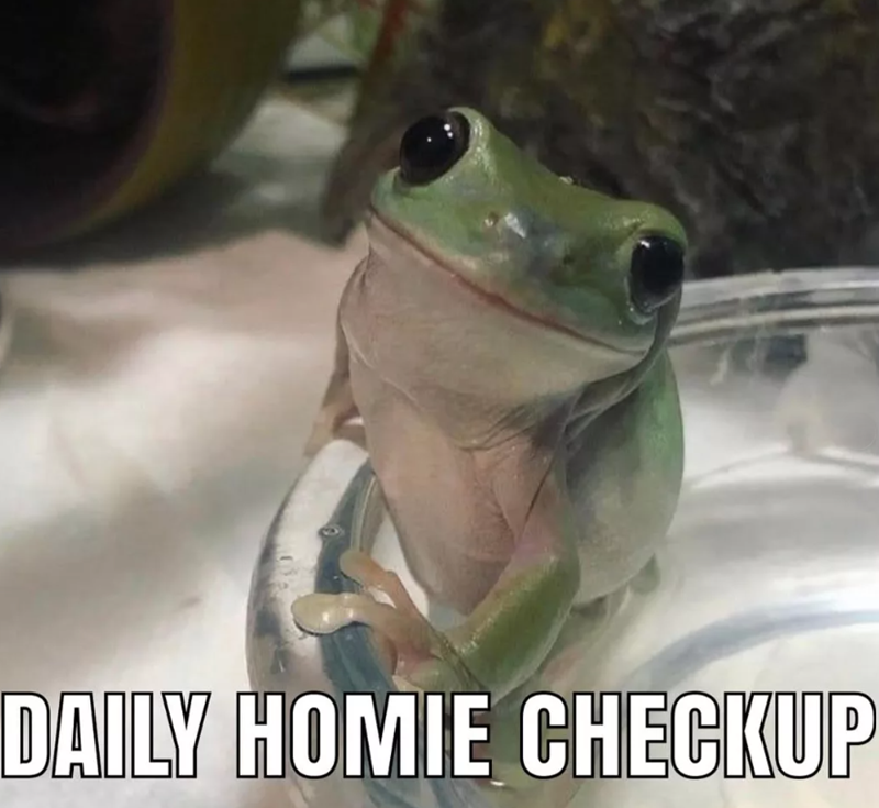 DAILY HOMIE CHECKUP