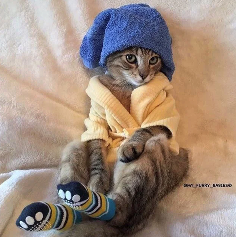 @MY FURRY BABIESO