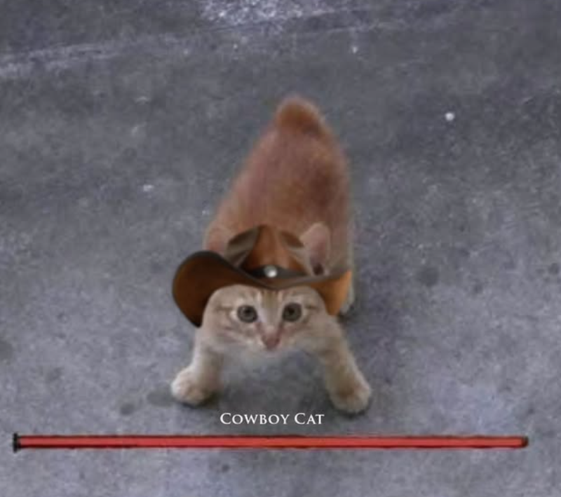 COWBOY CAT