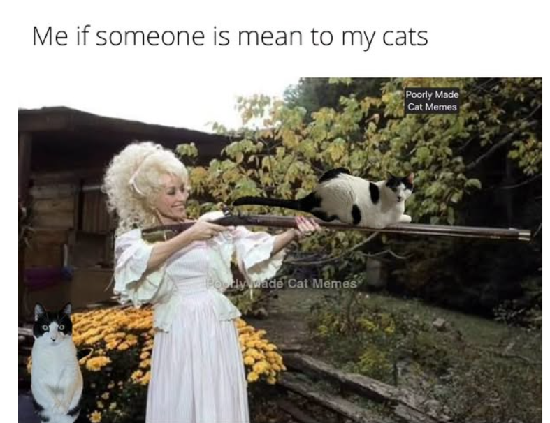 Me if someone is mean to my cats Poody made Cat Memes Poorly Made Cat Memes