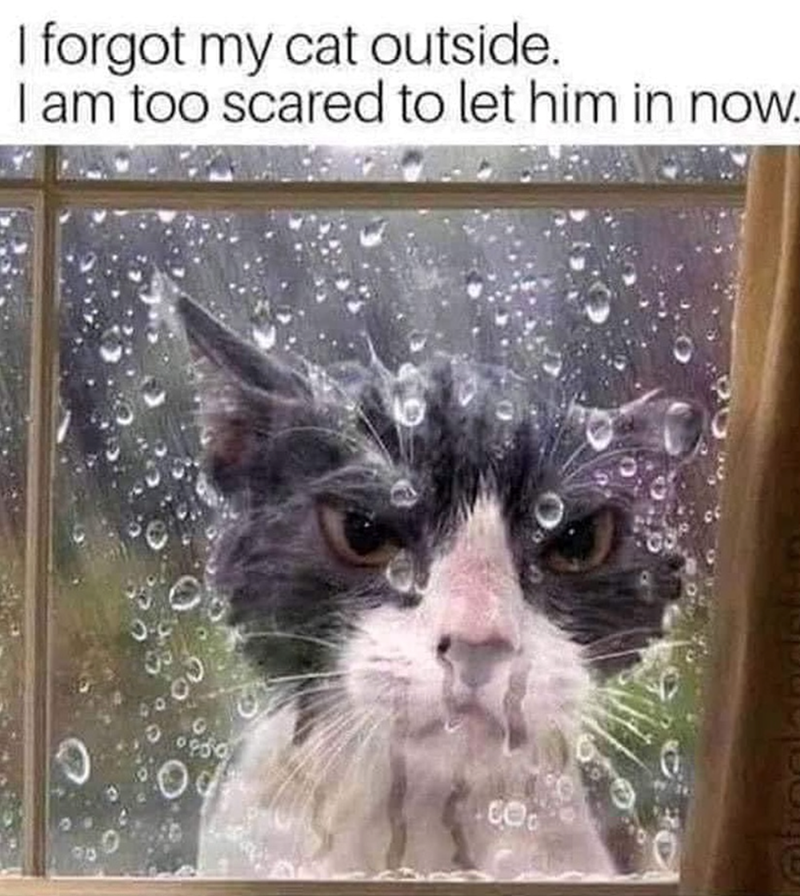 I forgot my cat outside. I am too scared to let him in now. 0% CO