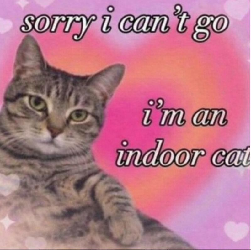 sorry i can't go im au indoor cat