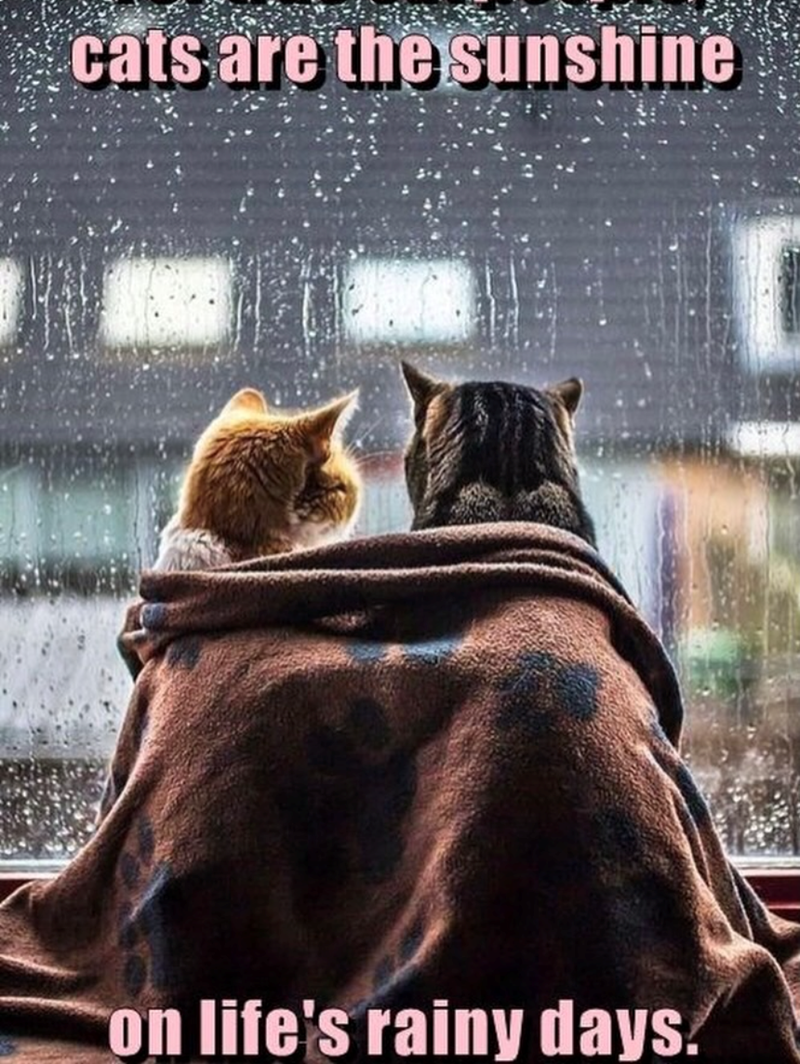 cats are the sunshine on life's rainy days.