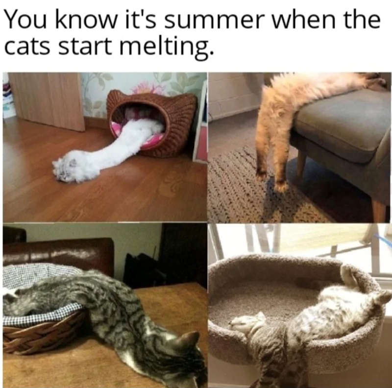 You know it's summer when the cats start melting.
