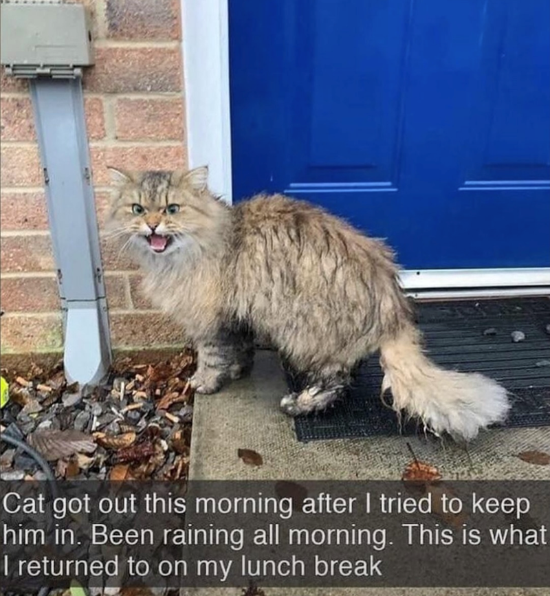 Cat got out this morning after I tried to keep him in. Been raining all morning. This is what I returned to on my lunch break