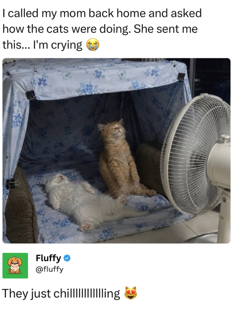 I called my mom back home and asked how the cats were doing. She sent me this... I'm crying t Fluffy @fluffy They just chilling