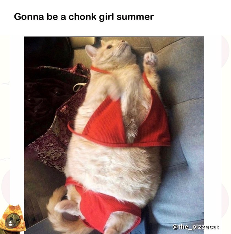 Gonna be a chonk girl summer @the_pizzacat