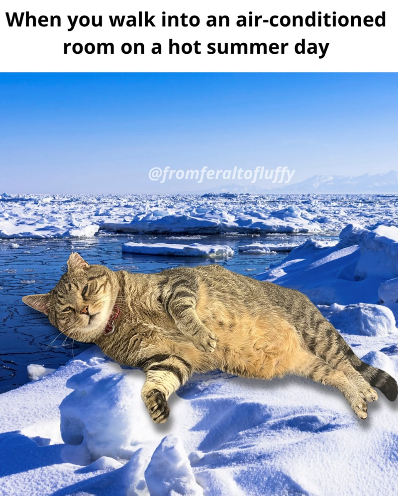 When you walk into an air-conditioned room on a hot summer day @fromferaltofluffy