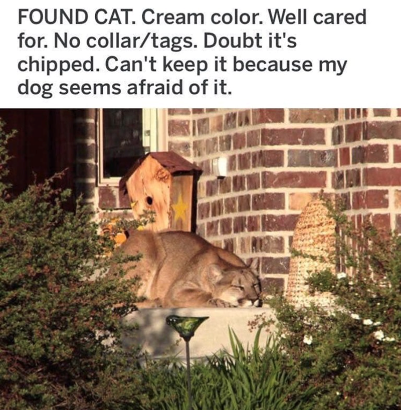FOUND CAT. Cream color. Well cared for. No collar/tags. Doubt it's chipped. Can't keep it because my dog seems afraid of it.