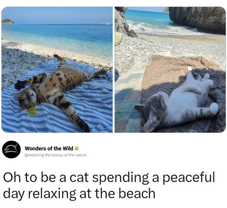 Wonders of the Wild @exploring the beauty of the nature Oh to be a cat spending a peaceful day relaxing at the beach EAR
