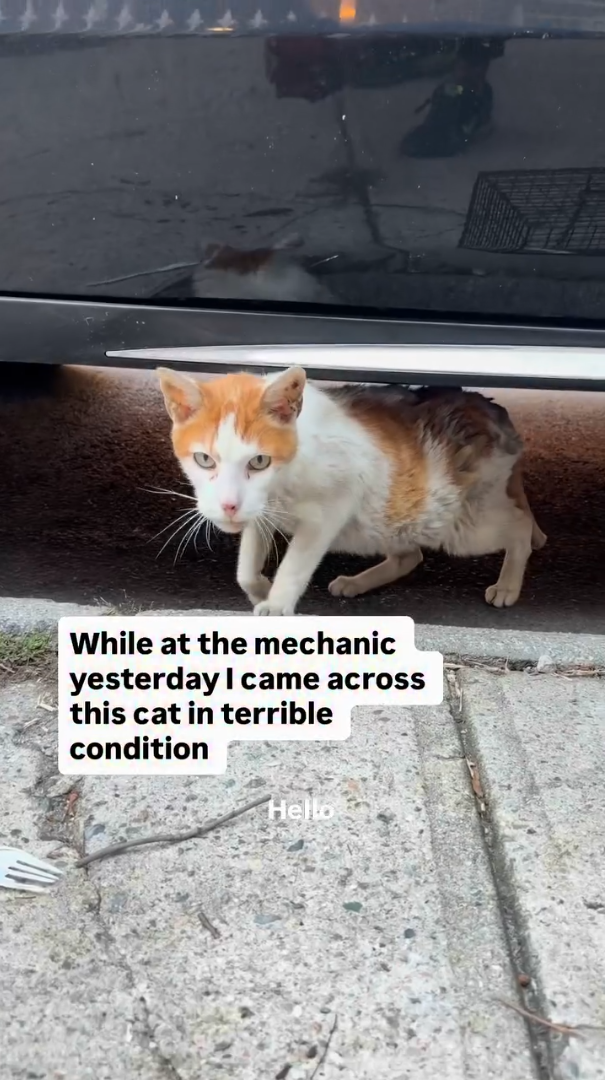While at the mechanic yesterday I came across this cat in terrible condition Hello