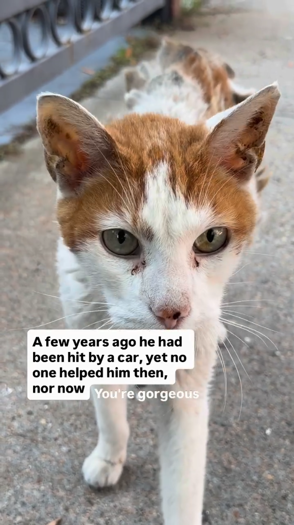 A few years ago he had been hit by a car, yet no one helped him then, nor now You're gorgeous