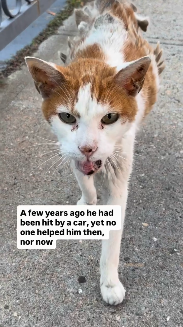 A few years ago he had been hit by a car, yet no one helped him then, nor now