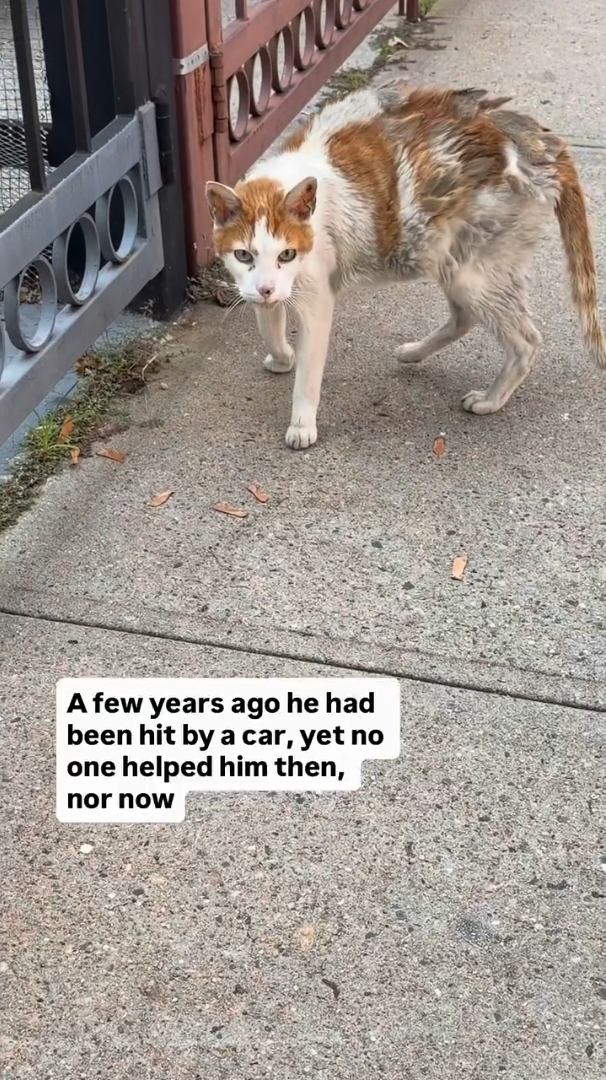 OO A few years ago he had been hit by a car, yet no one helped him then, nor now