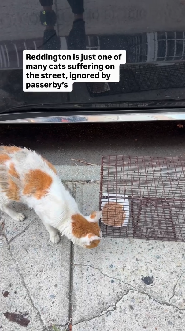 Reddington is just one of many cats suffering on the street, ignored by passerby's