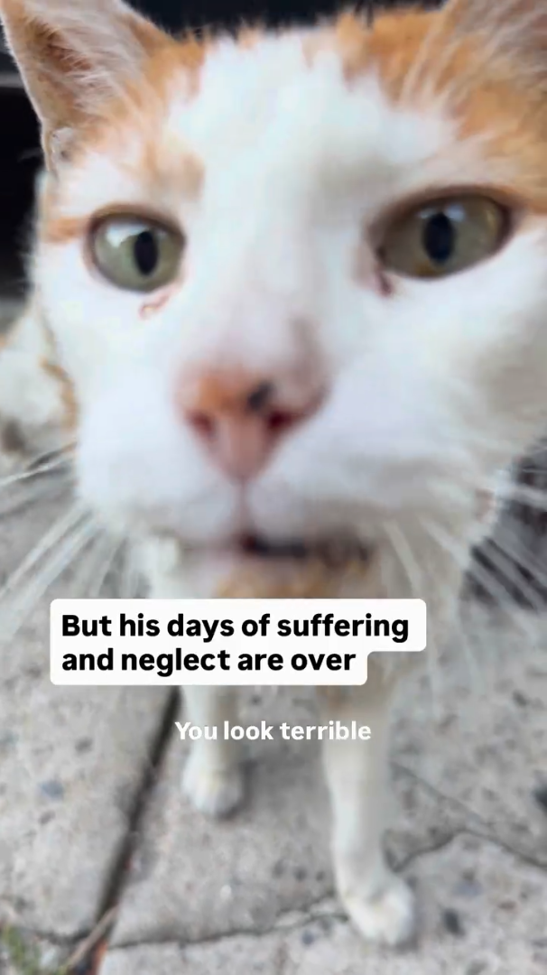But his days of suffering and neglect are over You look terrible