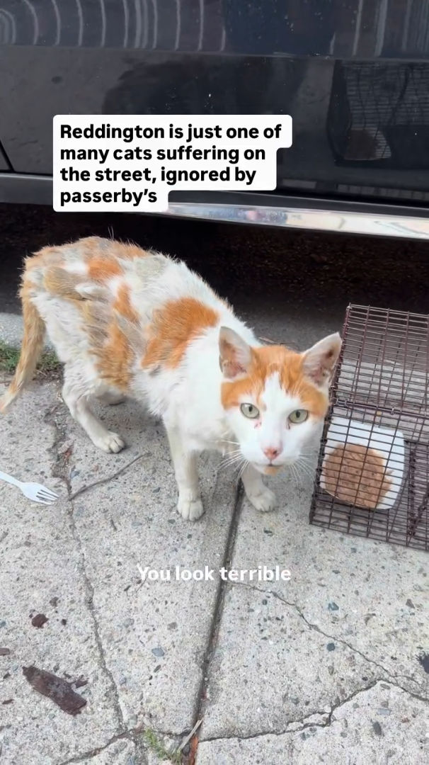 Reddington is just one of many cats suffering on the street, ignored by passerby's You look terrible