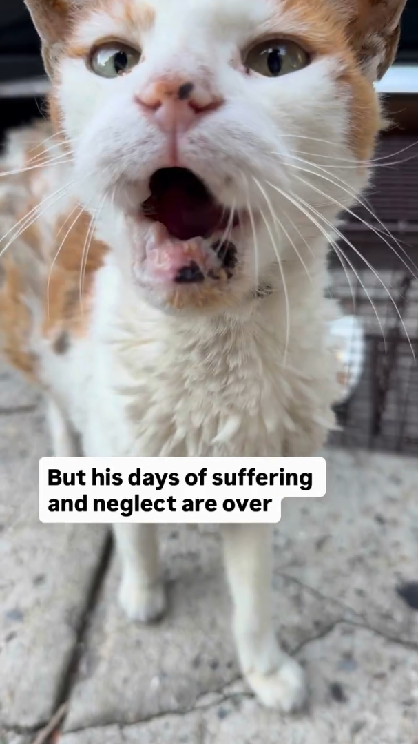 But his days of suffering and neglect are over
