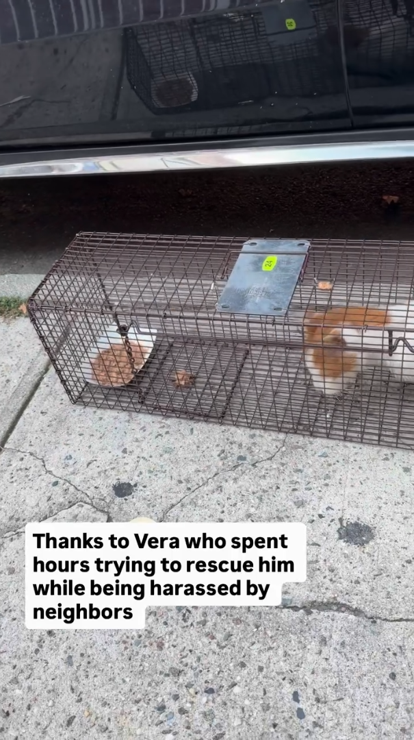 Thanks to Vera who spent hours trying to rescue him while being harassed by neighbors