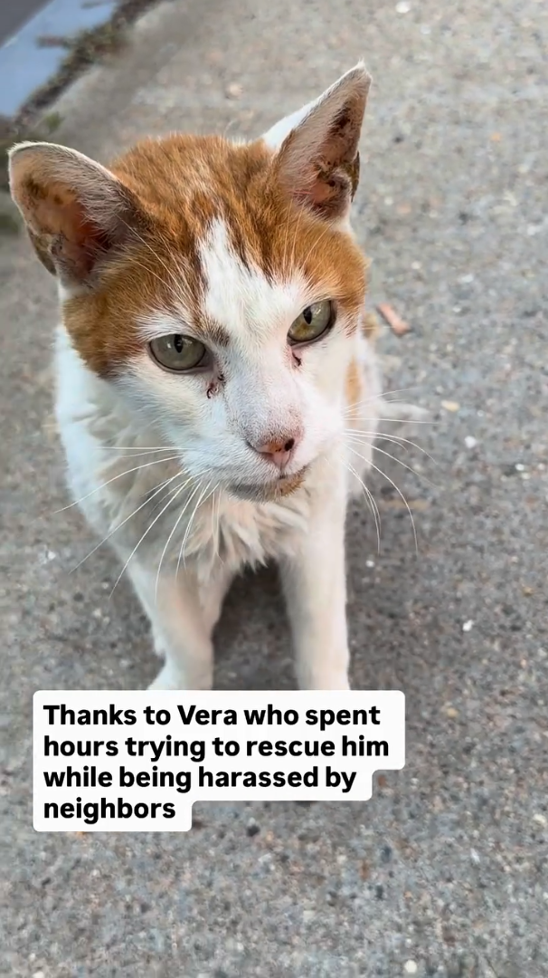 Thanks to Vera who spent hours trying to rescue him while being harassed by neighbors