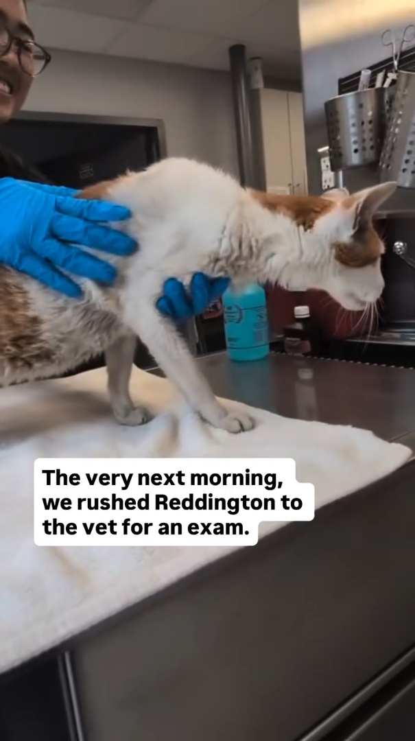 The very next morning, we rushed Reddington to the vet for an exam.