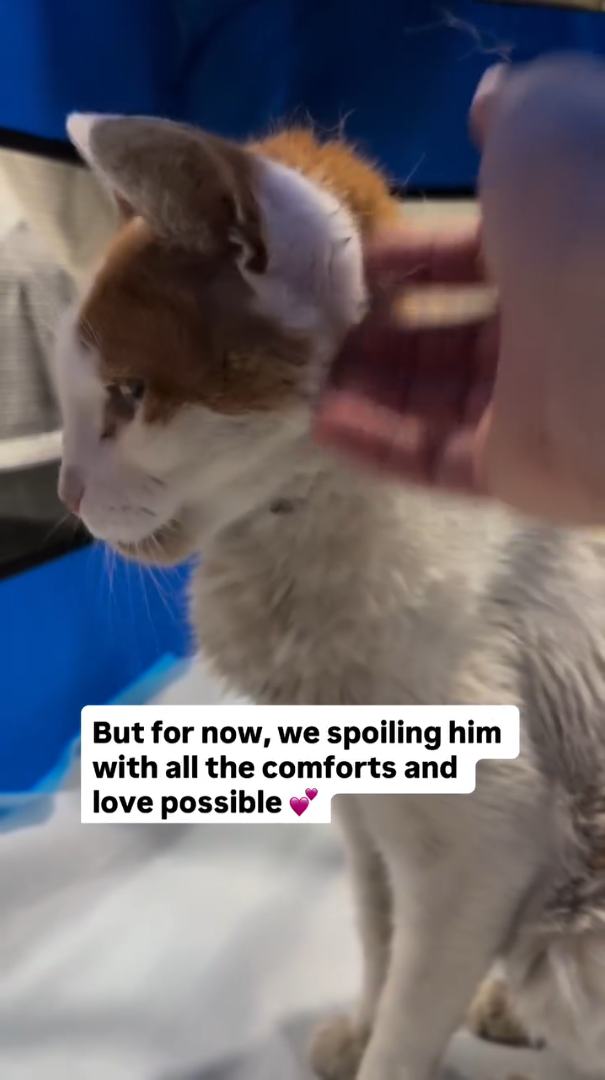 But for now, we spoiling him with all the comforts and love possible