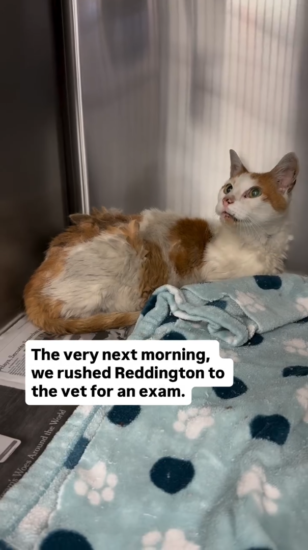 The very next morning, we rushed Reddington to the vet for an exam. m's Woes Around the World