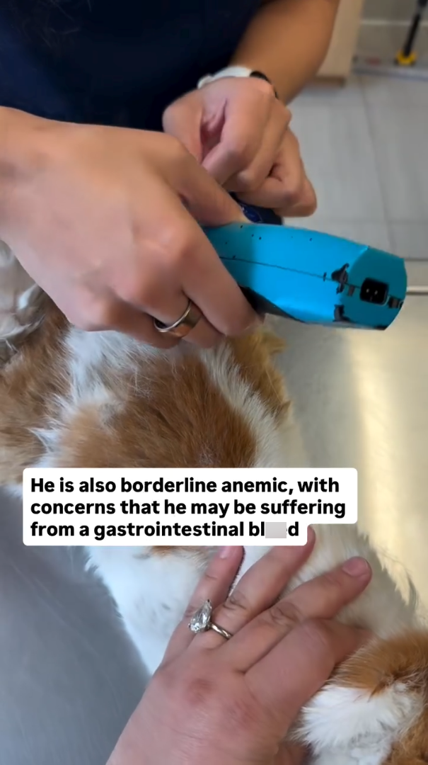 He is also borderline anemic, with concerns that he may be suffering from a gastrointestinal blad