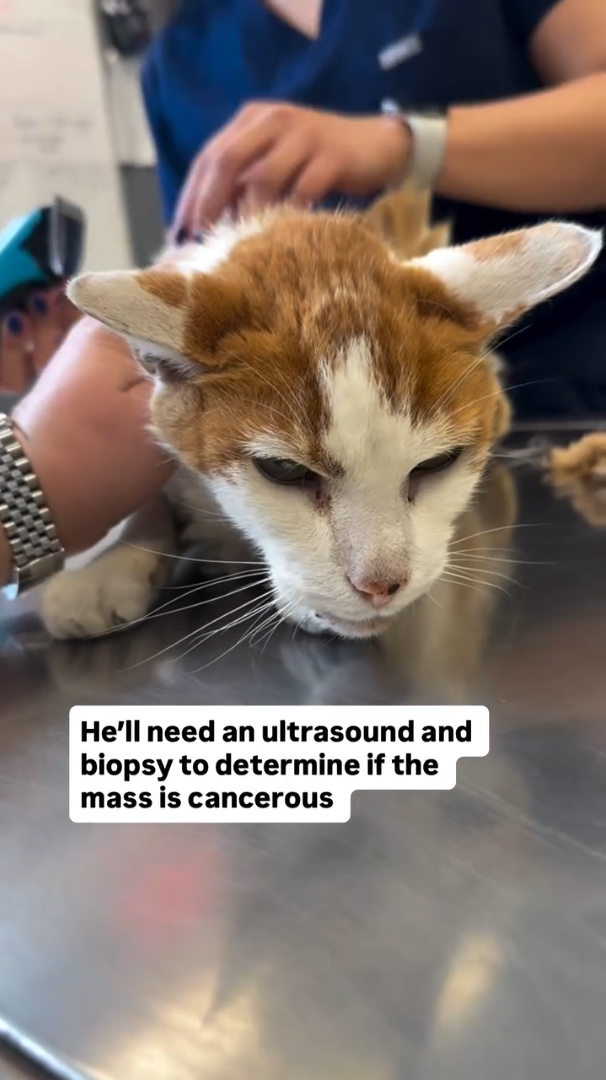He'll need an ultrasound and biopsy to determine if the mass is cancerous