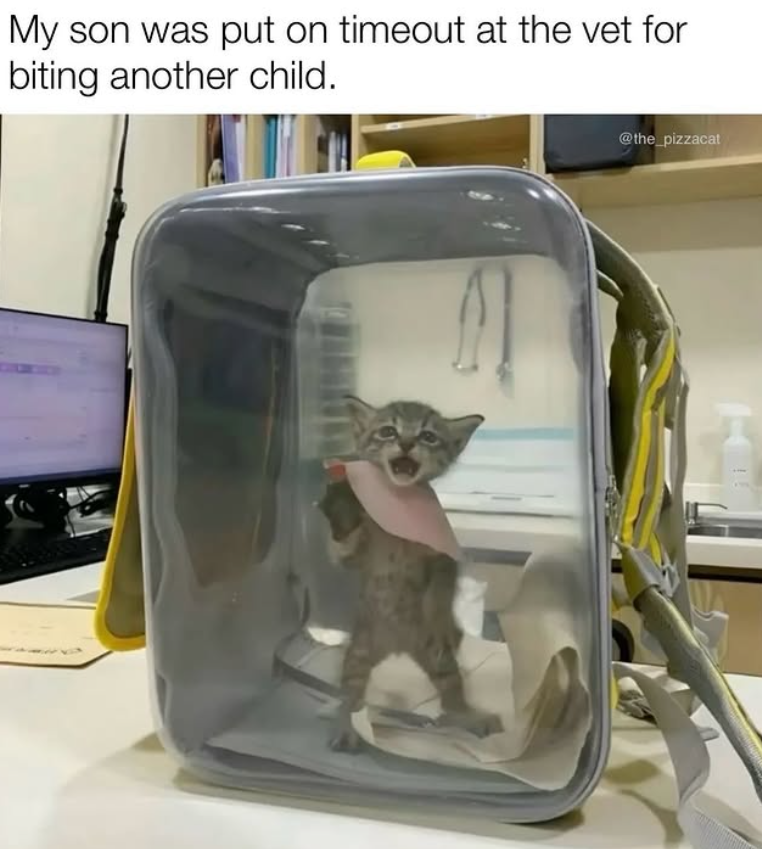 My son was put on timeout at the vet for biting another child. @the_pizzacat