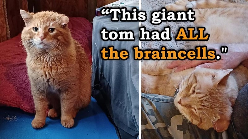 "This giant tom had ALL the braincells."