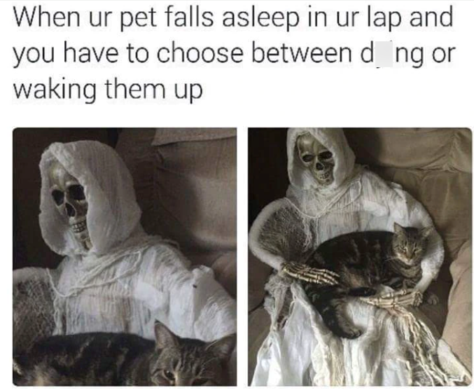 When ur pet falls asleep in ur lap and you have to choose between ding or waking them up