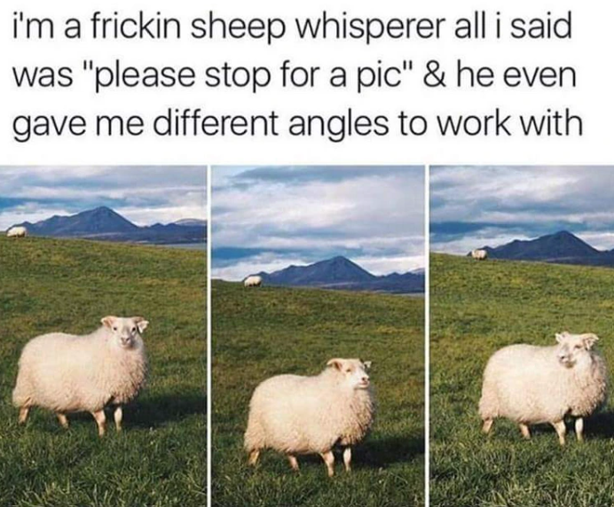 i'm a frickin sheep whisperer all i said was "please stop for a pic" & he even gave me different angles to work with