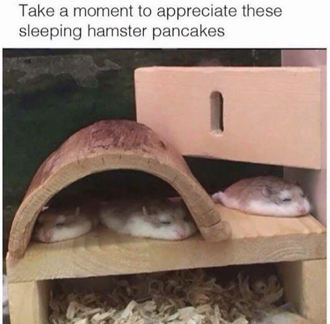 Take a moment to appreciate these sleeping hamster pancakes