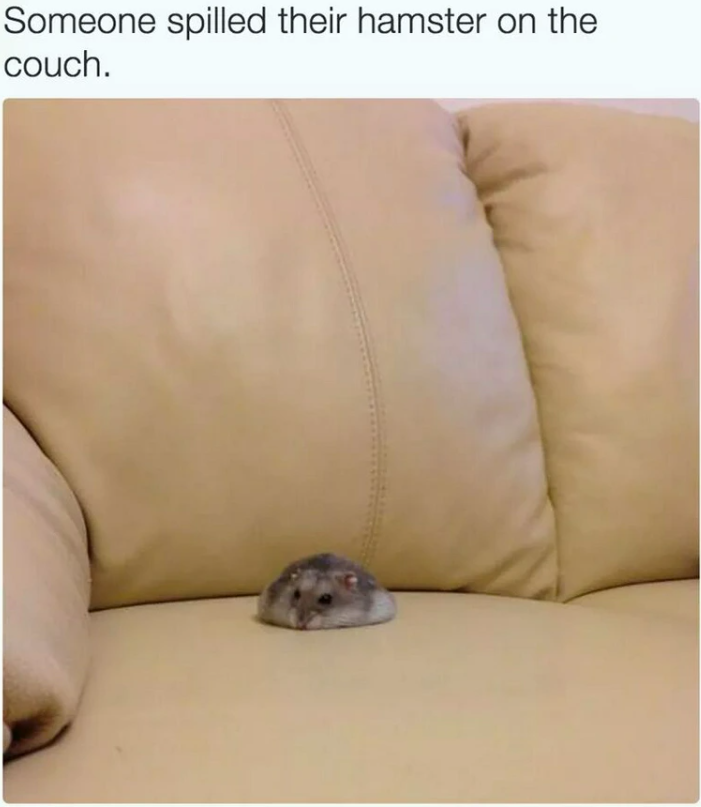 Someone spilled their hamster on the couch.