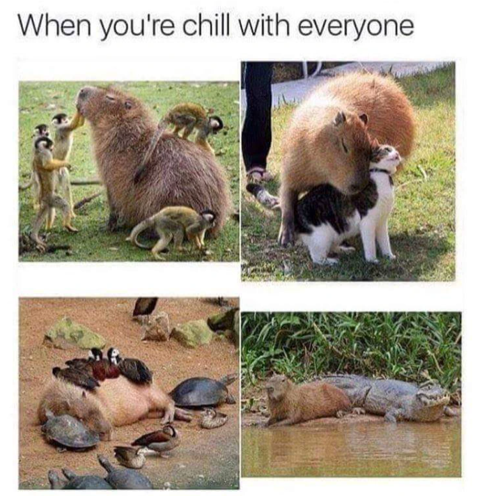 When you're chill with everyone