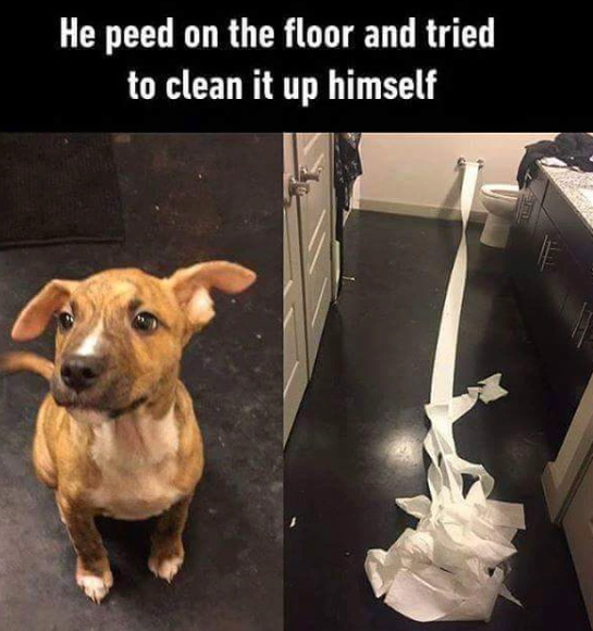 He peed on the floor and tried to clean it up himself