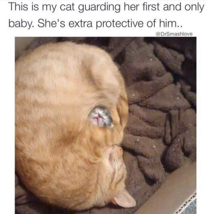 This is my cat guarding her first and only baby. She's extra protective of him.. @DrSmashlove
