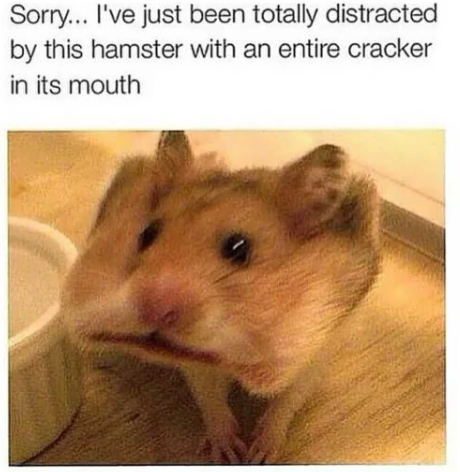 Sorry... I've just been totally distracted by this hamster with an entire cracker in its mouth