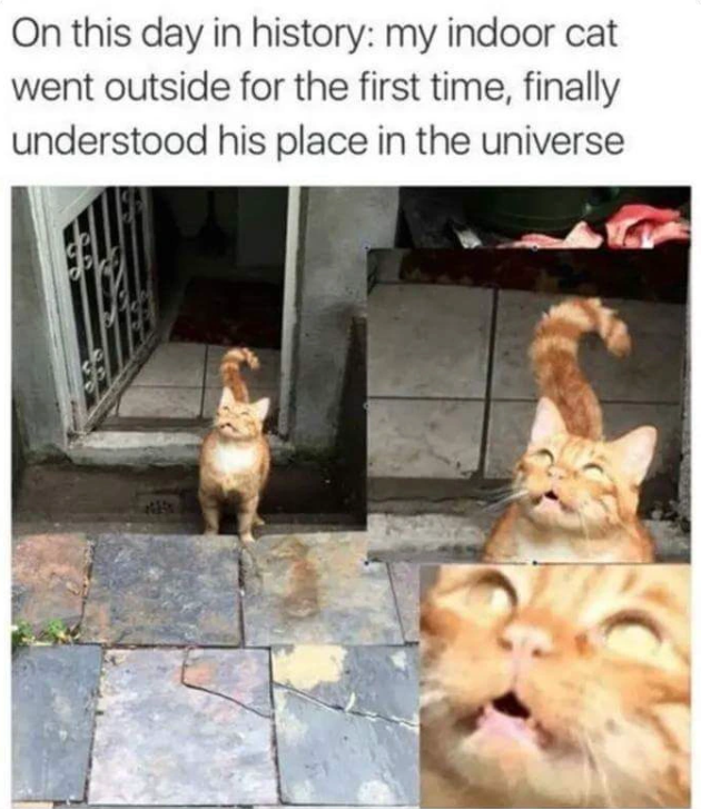 On this day in history: my indoor cat went outside for the first time, finally understood his place in the universe