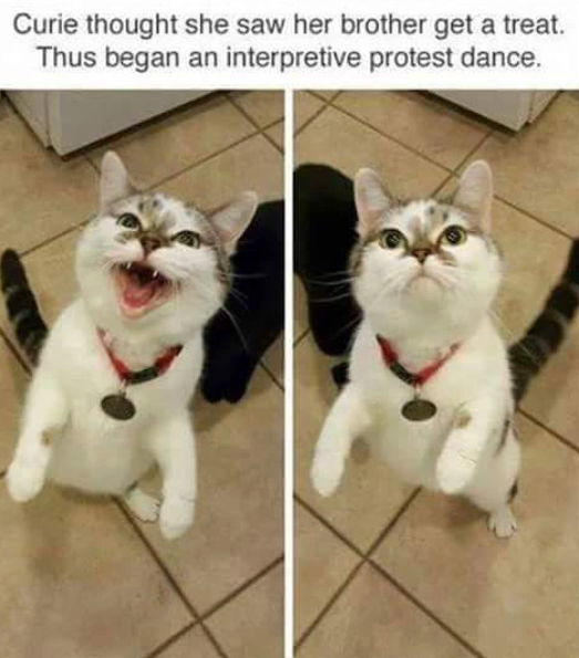 Curie thought she saw her brother get a treat. Thus began an interpretive protest dance.