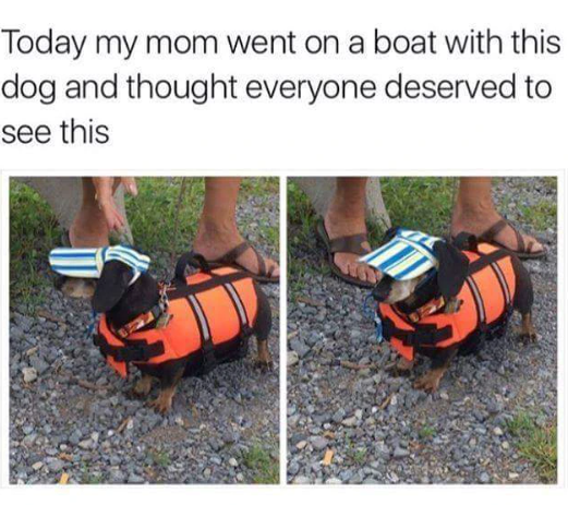 Today my mom went on a boat with this dog and thought everyone deserved to see this