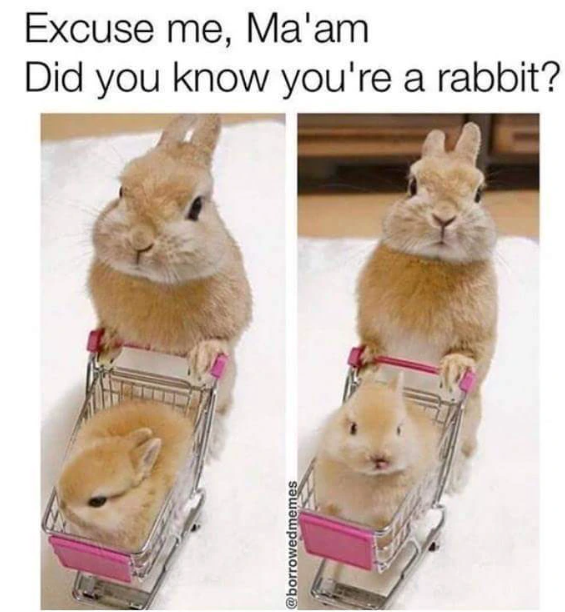 @borrowedmemes Excuse me, Ma'am Did you know you're a rabbit?
