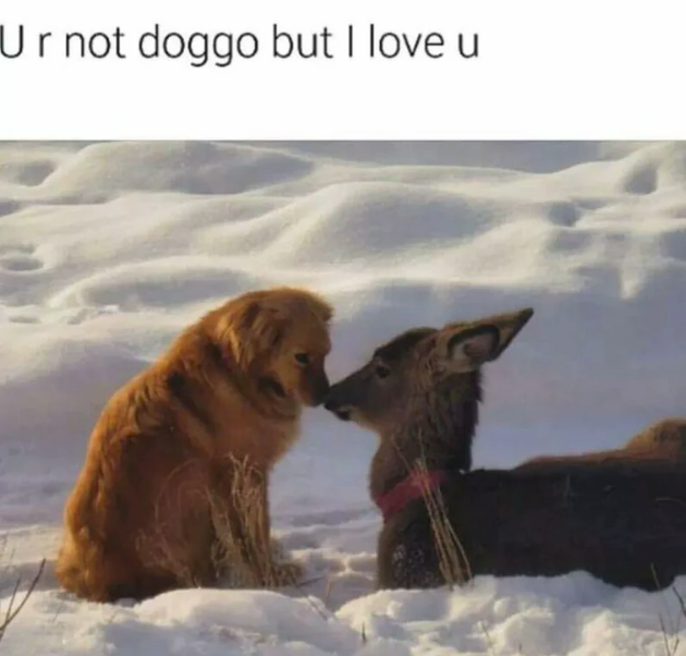 Ur not doggo but I love u