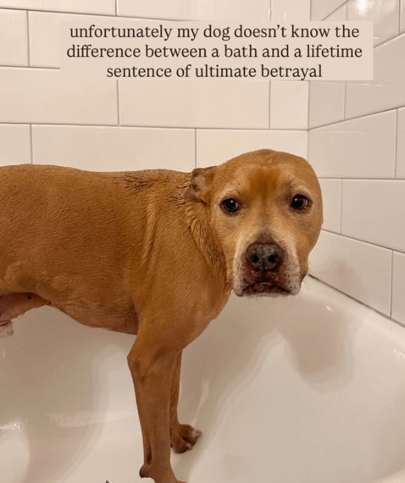 unfortunately my dog doesn't know the difference between a bath and a lifetime sentence of ultimate betrayal