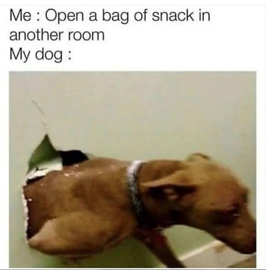 Me: Open a bag of snack in another room My dog: