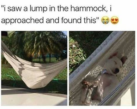 "i saw a lump in the hammock, i approached and found this"