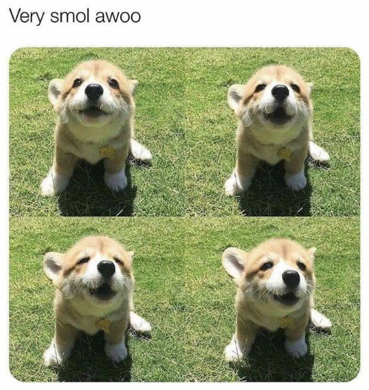Very smol awoo