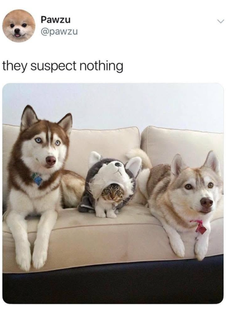 Pawzu @pawzu they suspect nothing