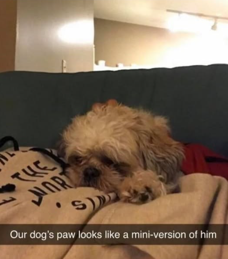 THE WORT S Our dog's paw looks like a mini-version of him